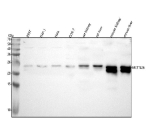 Western blot analysis of METTL26 using anti-METTL26 antibody. Lane 1: human 293T whole cell lysates, Lane 2: human THP-1 whole cell lysates, Lane 3: human Hela whole cell lysates, Lane 4: monkey COS-7 whole cell lysates, Lane 5: rat kidney tissue lysates, Lane 6: rat liver tissue lysates, Lane 7: mouse kidney tissue lysates, Lane 8: mouse liver tissue lysates. After electrophoresis, proteins were transferred to a nitrocellulose membrane at 150 mA for 50-90 minutes. Blocked the membrane with 5% non-fat milk/TBS for 1.5 hour at RT. The membrane was incubated with rabbit anti-METTL26 antibody at 0.5 ug/ml overnight at 4oC, then washed with TBS-0.1%Tween 3 times with 5 minutes each and probed with a goat anti-rabbit IgG-HRP secondary antibody at a dilution of 1:5000 for 1.5 hour at RT. The signal was developed using enhanced chemiluminescent. A specific band was detected for METTL26 at approximately 23 kDa. The expected band size for METTL26 is at 23 kDa.