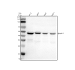 Western blot analysis of SNAP47 using anti-SNAP47 antibody. Electrophoresis was performed on a 10% SDS-PAGE gel at 80V (Stacking gel) / 120V (Resolving gel) for 2 hours. Lane 1: human PC-3 whole cell lysates, Lane 2: human 293T whole cell lysates, Lane 3: human U251 whole cell lysates, Lane 4: human THP-1 whole cell lysates. After electrophoresis, proteins were transferred to a nitrocellulose membrane at 150 mA for 50-90 minutes. Blocked the membrane with 5% non-fat milk/TBS for 1.5 hour at RT. The membrane was incubated with rabbit anti-SNAP47 antibody at 0.5 ug/ml overnight at 4oC, then washed with TBS-0.1%Tween 3 times with 5 minutes each and probed with a goat anti-rabbit IgG-HRP secondary antibody at a dilution of 1:5000 for 1.5 hour at RT. The signal was developed using an ECL Plus Western Blotting Substrate. A specific band was detected for SNAP47 at approximately 47 kDa. The expected band size for SNAP47 is at 53 kDa.