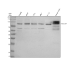 Western blot analysis of TRAF3IP1 using anti-TRAF3IP1 antibody. Electrophoresis was performed on a 10% SDS-PAGE gel at 80V (Stacking gel) / 120V (Resolving gel) for 2 hours. Lane 1: human HepG2 whole cell lysates, Lane 2: human whole cell lysates, Lane 3: human U251 whole cell lysates, Lane 4: human 293T whole cell lysates, Lane 5: rat PC-12 whole cell lysates, Lane 6: mouse testis tissue lysates. After electrophoresis, proteins were transferred to a nitrocellulose membrane at 150 mA for 50-90 minutes. Blocked the membrane with 5% non-fat milk/TBS for 1.5 hour at RT. The membrane was incubated with rabbit anti-TRAF3IP1 antibody at 0.5 ug/ml overnight at 4oC, then washed with TBS-0.1%Tween 3 times with 5 minutes each and probed with a goat anti-rabbit IgG-HRP secondary antibody at a dilution of 1:5000 for 1.5 hour at RT. The signal was developed using an ECL Plus Western Blotting Substrate. The expected band size for TRAF3IP1 is at 79 kDa.