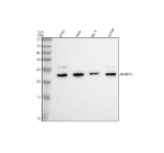 Western blot analysis of IMMP2L using anti-IMMP2L antibody. Electrophoresis was performed on a 12% SDS-PAGE gel at 80V (Stacking gel) / 120V (Resolving gel) for 2 hours. Lane 1: human K562 whole cell lysates, Lane 2: human Hela whole cell lysates, Lane 3: human PC-3 whole cell lysates, Lane 4: human Jurkat whole cell lysates. After electrophoresis, proteins were transferred to a nitrocellulose membrane at 150 mA for 50-90 minutes. Blocked the membrane with 5% non-fat milk/TBS for 1.5 hour at RT. The membrane was incubated with rabbit anti-IMMP2L antibody at 0.5 ug/ml overnight at 4oC, then washed with TBS-0.1%Tween 3 times with 5 minutes each and probed with a goat anti-rabbit IgG-HRP secondary antibody at a dilution of 1:5000 for 1.5 hour at RT. The signal was developed using an ECL Plus Western Blotting Substrate. The expected band size for IMMP2L is at 20 kDa.