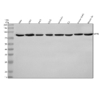 Western blot analysis of PALS1 using anti-PALS1 antibody. Electrophoresis was performed on a 10% SDS-PAGE gel at 80V (Stacking gel) / 120V (Resolving gel) for 2 hours. Lane 1: human Hela whole cell lysates, Lane 2: human 293T whole cell lysates, Lane 3: human whole cell lysates, Lane 4: human U20S whole cell lysates, Lane 5: rat brain tissue lysates, Lane 6: rat C6 whole cellue lysates, Lane 7: mouse brain tissue lysates, Lane 8: mouse Neuro-2a whole cellsue lysates. After electrophoresis, proteins were transferred to a nitrocellulose membrane at 150 mA for 50-90 minutes. Blocked the membrane with 5% non-fat milk/TBS for 1.5 hour at RT. The membrane was incubated with rabbit anti-PALS1 antibody at 0.5 ug/ml overnight at 4oC, then washed with TBS-0.1%Tween 3 times with 5 minutes each and probed with a goat anti-rabbit IgG-HRP secondary antibody at a dilution of 1:5000 for 1.5 hour at RT. The signal was developed using an ECL Plus Western Blotting Substrate. The expected band size for PALS1 is at 77 kDa.