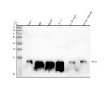 Western blot analysis of RPS21 using anti-RPS21 antibody. Lane 1: human Caco-2 whole cell lysates, Lane 2: human HEL whole cell lysates, Lane 3: human HepG2 whole cell lysates, Lane 4: human MCF-7 whole cell lysates, Lane 5: rat stomach tissue lysates, Lane 6: mouse stomach tissue lysates. After electrophoresis, proteins were transferred to a nitrocellulose membrane at 150 mA for 50-90 minutes. Blocked the membrane with 5% non-fat milk/TBS for 1.5 hour at RT. The membrane was incubated with rabbit anti-RPS21 antibody at 0.25 ug/ml overnight at 4oC, then washed with TBS-0.1%Tween 3 times with 5 minutes each and probed with a goat anti-rabbit IgG-HRP secondary antibody at a dilution of 1:5000 for 1.5 hour at RT. The signal was developed using enhanced chemiluminescent. The expected band size for RPS21 is at 9 kDa but is commonly observed at higher molecular weights due to the proteins highly basic nature.