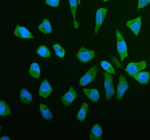 Immunofluorescent staining of RPS21 using anti-RPS21 antibody (green). RPS21 was detected in an immunocytochemical section of HELA cells. Enzyme antigen retrieval was performed using IHC enzyme antigen retrieval reagent for 15 mins. The cells were blocked with 10% goat serum. And then incubated with 5 ug/ml rabbit anti-RPS21 antibody overnight at 4oC. DyLight 488 Conjugated Goat Anti-Rabbit IgG was used as secondary antibody at 1:500 dilution and incubated for 30 minutes at 37oC. The section was counterstained with DAPI nuclear stain (blue). Visualize using a fluorescence microscope and filter sets appropriate for the label used.