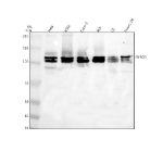Western blot analysis of TYRO3 using anti-TYRO3 antibody. Electrophoresis was performed on a 8% SDS-PAGE gel at 80V (Stacking gel) / 120V (Resolving gel) for 2 hours. Lane 1: human Hela whole cell lysates, Lane 2: human K562 whole cell lysates, Lane 3: human Caco-2 whole cell lysates, Lane 4: human REH whole cell lysates, Lane 5: rat C6 whole cell lysates, Lane 6: mouse Neuro-2a whole cell lysates. After electrophoresis, proteins were transferred to a nitrocellulose membrane at 150 mA for 50-90 minutes. Blocked the membrane with 5% non-fat milk/TBS for 1.5 hour at RT. The membrane was incubated with rabbit anti-TYRO3 antibody at 0.5 ug/ml overnight at 4oC, then washed with TBS-0.1%Tween 3 times with 5 minutes each and probed with a goat anti-rabbit IgG-HRP secondary antibody at a dilution of 1:5000 for 1.5 hour at RT. The signal was developed using an ECL Plus Western Blotting Substrate. The expected band size for TYRO3 is at 97 kDa but may be observed at higher molecular weights as a differentially glycosylated doublet.