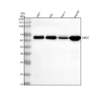 Western blot analysis of GHDC using anti-GHDC antibody. Electrophoresis was performed on a 10% SDS-PAGE gel at 80V (Stacking gel) / 120V (Resolving gel) for 2 hours. Lane 1: human 293T whole cell lysates, Lane 2: human HEL whole cell lysates, Lane 3: human THP-1 whole cell lysates, Lane 4: human HepG2 whole cell lysates. After electrophoresis, proteins were transferred to a nitrocellulose membrane at 150 mA for 50-90 minutes. Blocked the membrane with 5% non-fat milk/TBS for 1.5 hour at RT. The membrane was incubated with rabbit anti-GHDC antibody at 0.5 ug/ml overnight at 4oC, then washed with TBS-0.1%Tween 3 times with 5 minutes each and probed with a goat anti-rabbit IgG-HRP secondary antibody at a dilution of 1:5000 for 1.5 hour at RT. The signal was developed using an ECL Plus Western Blotting Substrate. A specific band was detected for GHDC at approximately 54 kDa. The expected band size for GHDC is at 54 kDa.