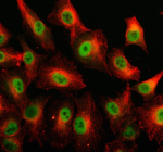 Immunofluorescent staining of NUP93 using anti-NUP93 antibody (green) and anti-Beta Tubulin antibody (red). NUP93 was detected in an immunocytochemical section of cells. Enzyme antigen retrieval was performed using IHC enzyme antigen retrieval reagent for 15 mins. The cells were blocked with 10% goat serum. And then incubated with 5 ug/ml rabbit anti-NUP93 antibody and mouse anti-Beta Tubulin antibody overnight at 4oC. DyLight 488 Conjugated Goat Anti-Rabbit IgG and Cy3 Conjugated Goat Anti-Mouse IgG were used as secondary antibody at 1:500 dilution and incubated for 30 minutes at 37oC. Visualize using a fluorescence microscope and filter sets appropriate for the label used.