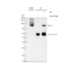 Immunoprecipitating NUP93 in whole cell lysate. Western blot analysis of NUP93 using anti-NUP93 antibody. Lane 1: whole cell lysates (30ug), Lane 2: Rabbit control IgG instead of anti-NUP93 antibody in whole cell lysate, Lane 3: anti-NUP93 antibody (2ug) + whole cell lysate (500ug). After electrophoresis, proteins were transferred to a membrane. Then the membrane was incubated with rabbit anti-NUP93 antibody at a dilution of 0.5 ug/ml and probed with a goat anti-rabbit IgG-HRP secondary antibody. The signal is developed using ECL Plus Western Blotting Substrate. A specific band was detected for NUP93 at approximately 93 kDa. The expected band size for NUP93 is at 93 kDa.