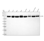 Western blot analysis of NUP93 using anti-NUP93 antibody. Electrophoresis was performed on a 10% SDS-PAGE gel at 80V (Stacking gel) / 120V (Resolving gel) for 2 hours. Lane 1: human whole cell lysates, Lane 2: human 293T whole cell lysates, Lane 3: human Hela whole cell lysates, Lane 4: human K562 whole cell lysates, Lane 5: rat testis tissue lysates, Lane 6: rat RH35 whole cell lysates, Lane 7: mouse testis tissue lysates, Lane 8: mouse NIH/3T3 whole cell lysates. After electrophoresis, proteins were transferred to a nitrocellulose membrane at 150 mA for 50-90 minutes. Blocked the membrane with 5% non-fat milk/TBS for 1.5 hour at RT. The membrane was incubated with rabbit anti-NUP93 antibody at 0.5 ug/ml overnight at 4oC, then washed with TBS-0.1%Tween 3 times with 5 minutes each and probed with a goat anti-rabbit IgG-HRP secondary antibody at a dilution of 1:5000 for 1.5 hour at RT. The signal was developed using an ECL Plus Western Blotting Substrate. A specific band was detected for NUP93 at approximately 93 kDa. The expected band size for NUP93 is at 93 kDa.