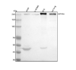 Western blot analysis of MYH14 using anti-MYH14 antibody. Lane 1: human whole cell lysates, Lane 2: human U-87MG whole cell lysates, Lane 3: human RT4 whole cell lysates, Lane 4: rat lung tissue lysates. After electrophoresis, proteins were transferred to a nitrocellulose membrane at 150 mA for 50-90 minutes. Blocked the membrane with 5% non-fat milk/TBS for 1.5 hour at RT. The membrane was incubated with rabbit anti-MYH14 antibody at 0.5 ug/ml overnight at 4oC, then washed with TBS-0.1%Tween 3 times with 5 minutes each and probed with a goat anti-rabbit IgG-HRP secondary antibody at a dilution of 1:5000 for 1.5 hour at RT. The signal was developed using enhanced chemiluminescent. The expected band size for MYH14 is at 228 kDa.