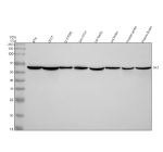 Western blot analysis of GK2 using anti-GK2 antibody. Electrophoresis was performed on a 10% SDS-PAGE gel at 80V (Stacking gel) / 120V (Resolving gel) for 2 hours. Lane 1: human RT4 whole cell lysates, Lane 2: human U251 whole cell lysates, Lane 3: human U-87MG whole cell lysates, Lane 4: human SH-SY5Y whole cell lysates, Lane 5: rat testis tissue lysates, Lane 6: rat brain tissue lysates, Lane 7: mouse testis tissue lysates, Lane 8: mouse brain tissue lysates. After electrophoresis, proteins were transferred to a nitrocellulose membrane at 150 mA for 50-90 minutes. Blocked the membrane with 5% non-fat milk/TBS for 1.5 hour at RT. The membrane was incubated with rabbit anti-GK2 antibody at 0.5 ug/ml overnight at 4oC, then washed with TBS-0.1%Tween 3 times with 5 minutes each and probed with a goat anti-rabbit IgG-HRP secondary antibody at a dilution of 1:5000 for 1.5 hour at RT. The signal was developed using an ECL Plus Western Blotting Substrate. A specific band was detected for GK2 at approximately 61 kDa. The expected band size for GK2 is at 61 kDa.