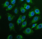 Immunofluorescent staining of GK2 using anti-GK2 antibody (green). GK2 was detected in an immunocytochemical section of cells. Enzyme antigen retrieval was performed using IHC enzyme antigen retrieval reagent for 15 mins. The cells were blocked with 10% goat serum. And then incubated with 5 ug/ml rabbit anti-GK2 antibody overnight at 4oC. DyLight 488 Conjugated Goat Anti-Rabbit IgG was used as secondary antibody at 1:500 dilution and incubated for 30 minutes at 37oC. The section was counterstained with DAPI nuclear stain (blue). Visualize using a fluorescence microscope and filter sets appropriate for the label used.