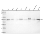 Western blot analysis of ODC1 using anti-ODC1 antibody. Lane 1: human Hela whole cell lysates, Lane 2: human HepG2 whole cell lysates, Lane 3: human LNCAP whole cell lysates, Lane 4: human 293T whole cell lysates, Lane 5: rat thymus tissue lysates, Lane 6: rat RH35 whole cell lysates, Lane 7: mouse NIH/3T3 whole cell lysates. After electrophoresis, proteins were transferred to a nitrocellulose membrane at 150 mA for 50-90 minutes. Blocked the membrane with 5% non-fat milk/TBS for 1.5 hour at RT. The membrane was incubated with rabbit anti-ODC1 antibody at 0.5 ug/ml overnight at 4oC, then washed with TBS-0.1%Tween 3 times with 5 minutes each and probed with a goat anti-rabbit IgG-HRP secondary antibody at a dilution of 1:5000 for 1.5 hour at RT. The signal was developed using enhanced chemiluminescent. The expected band size for ODC1 is at 51 kDa (active form) and 55 kDa (modified/conformational form).