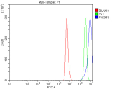 Flow Cytometry analysis of Hela cells using anti-FOXM1 antibody. Overlay histogram showing Hela cells stained with (Blue line). To facilitate intracellular staining, cells were fixed with 4% paraformaldehyde and permeabilized with permeabilization buffer. The cells were blocked with 10% normal goat serum. And then incubated with rabbit anti-FOXM1 antibody (1 ug/million cells) for 30 min at 20oC. DyLight 488 conjugated goat anti-rabbit IgG (5-10 ug/million cells) was used as secondary antibody for 30 minutes at 20oC. Isotype control antibody (Green line) was rabbit IgG (1 ug/million cells) used under the same conditions. Unlabelled sample (Red line) was also used as a control.
