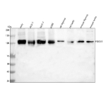 Western blot analysis of FOXM1 using anti-FOXM1 antibody. Lane 1: human Hela whole cell lysates, Lane 2: human DLD-1 whole cell lysates, Lane 3: human MCF-7 whole cell lysates, Lane 4: human U2OS whole cell lysates, Lane 5: rat thymus tissue lysates, Lane 6: rat testis tissue lysates, Lane 7: mouse thymus tissue lysates, Lane 8: mouse testis tissue lysates. After electrophoresis, proteins were transferred to a nitrocellulose membrane at 150 mA for 50-90 minutes. Blocked the membrane with 5% non-fat milk/TBS for 1.5 hour at RT. The membrane was incubated with rabbit anti-FOXM1 antibody at 0.5 ug/ml overnight at 4oC, then washed with TBS-0.1%Tween 3 times with 5 minutes each and probed with a goat anti-rabbit IgG-HRP secondary antibody at a dilution of 1:5000 for 1.5 hour at RT. The signal was developed using enhanced chemiluminescent. The expected band size for FOXM1 is at 85-100 kDa (multiple isoforms).