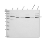 Western blot analysis of RLIM using anti-RLIM antibody. Lane 1: human Hela whole cell lysates, Lane 2: human SiHa whole cell lysates, Lane 3: rat brain tissue lysates, Lane 4: rat C6 whole cell lysates, Lane 5: mouse brain tissue lysates, Lane 6: mouse NIH/3T3 whole cell lysates. After electrophoresis, proteins were transferred to a nitrocellulose membrane at 150 mA for 50-90 minutes. Blocked the membrane with 5% non-fat milk/TBS for 1.5 hour at RT. The membrane was incubated with rabbit anti-RLIM antibody at 0.5 ug/ml overnight at 4oC, then washed with TBS-0.1%Tween 3 times with 5 minutes each and probed with a goat anti-rabbit IgG-HRP secondary antibody at a dilution of 1:5000 for 1.5 hour at RT. The signal was developed using enhanced chemiluminescent. A specific band was detected for RLIM at approximately 69 kDa. The expected band size for RLIM is at 69 kDa.