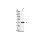 Western blot analysis of CLDN11 using anti-CLDN11 antibody. Lane 1: human HUVEC whole cell lysates. After electrophoresis, proteins were transferred to a nitrocellulose membrane at 150 mA for 50-90 minutes. Blocked the membrane with 5% non-fat milk/TBS for 1.5 hour at RT. The membrane was incubated with rabbit anti-CLDN11 antibody at 0.5 ug/ml overnight at 4oC, then washed with TBS-0.1%Tween 3 times with 5 minutes each and probed with a goat anti-rabbit IgG-HRP secondary antibody at a dilution of 1:5000 for 1.5 hour at RT. The signal was developed using enhanced chemiluminescent. A specific band was detected for CLDN11 at approximately 22 kDa. The expected band size for CLDN11 is at 22 kDa.