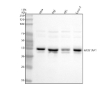 Western blot analysis of RAD51AP1 using anti-RAD51AP1 antibody. Lane 1: human Hela whole cell lysates, Lane 2: human Raji whole cell lysates, Lane 3: human HEL whole cell lysates, Lane 4: human Caco-2 whole cell lysates. After electrophoresis, proteins were transferred to a nitrocellulose membrane at 150 mA for 50-90 minutes. Blocked the membrane with 5% non-fat milk/TBS for 1.5 hour at RT. The membrane was incubated with rabbit anti-RAD51AP1 antibody at 0.5 ug/ml overnight at 4oC, then washed with TBS-0.1%Tween 3 times with 5 minutes each and probed with a goat anti-rabbit IgG-HRP secondary antibody at a dilution of 1:5000 for 1.5 hour at RT. The signal was developed using enhanced chemiluminescent. A specific band was detected for RAD51AP1 at approximately 38 kDa. The expected band size for RAD51AP1 is at 38 kDa.