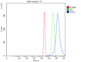 Flow Cytometry analysis of 293T cells using anti-STX12 antibody. Overlay histogram showing 293T cells stained with (Blue line). To facilitate intracellular staining, cells were fixed with 4% paraformaldehyde and permeabilized with permeabilization buffer. The cells were blocked with 10% normal goat serum. And then incubated with rabbit anti-STX12 antibody (1 ug/million cells) for 30 min at 20oC. DyLight 488 conjugated goat anti-rabbit IgG (5-10 ug/million cells) was used as secondary antibody for 30 minutes at 20oC. Isotype control antibody (Green line) was rabbit IgG (1 ug/million cells) used under the same conditions. Unlabelled sample (Red line) was also used as a control.