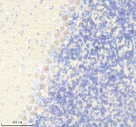 Immunohistochemical staining of YWHAH using anti-YWHAH antibody. YWHAH was detected in a paraffin-embedded section of rat cerebellum tissue. Heat mediated antigen retrieval was performed in EDTA buffer (pH 8.0, epitope retrieval solution). The tissue section was blocked with 10% goat serum. The tissue section was then incubated with 2 ug/ml rabbit anti-YWHAH antibody overnight at 4oC. Peroxidase Conjugated Goat Anti-rabbit IgG was used as secondary antibody and incubated for 30 minutes at 37oC. The tissue section was developed using an HRP secondary and DAB substrate.