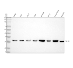 Western blot analysis of YWHAH using anti-YWHAH antibody. Lane 1: human Jurkat whole cell lysates, Lane 2: human Hela whole cell lysates, Lane 3: monkey COS-7 whole cell lysates, Lane 4: human 293T whole cell lysates, Lane 5: rat brain tissue lysates, Lane 6: rat PC-12 whole cell lysates, Lane 7: mouse brain tissue lysates, Lane 8: mouse NIH/3T3 whole cell lysates. After electrophoresis, proteins were transferred to a nitrocellulose membrane at 150 mA for 50-90 minutes. Blocked the membrane with 5% non-fat milk/TBS for 1.5 hour at RT. The membrane was incubated with rabbit anti-YWHAH antibody at 0.5 ug/ml overnight at 4oC, then washed with TBS-0.1%Tween 3 times with 5 minutes each and probed with a goat anti-rabbit IgG-HRP secondary antibody at a dilution of 1:5000 for 1.5 hour at RT. The signal was developed using enhanced chemiluminescent. A specific band was detected for YWHAH at approximately 28 kDa. The expected band size for YWHAH is at 28 kDa.