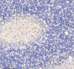 Immunohistochemical staining of YWHAH using anti-YWHAH antibody. YWHAH was detected in a paraffin-embedded section of mouse cerebellum tissue. Heat mediated antigen retrieval was performed in EDTA buffer (pH 8.0, epitope retrieval solution). The tissue section was blocked with 10% goat serum. The tissue section was then incubated with 2 ug/ml rabbit anti-YWHAH antibody overnight at 4oC. Peroxidase Conjugated Goat Anti-rabbit IgG was used as secondary antibody and incubated for 30 minutes at 37oC. The tissue section was developed using an HRP secondary and DAB substrate.