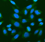 Immunofluorescent staining of YWHAH using anti-YWHAH antibody (green). YWHAH was detected in an immunocytochemical section of U20S cells. Enzyme antigen retrieval was performed using IHC enzyme antigen retrieval reagent for 15 mins. The cells were blocked with 10% goat serum. And then incubated with 5 ug/ml rabbit anti-YWHAH antibody overnight at 4oC. DyLight 488 Conjugated Goat Anti-Rabbit IgG was used as secondary antibody at 1:500 dilution and incubated for 30 minutes at 37oC. The section was counterstained with DAPI nuclear stain (blue). Visualize using a fluorescence microscope and filter sets appropriate for the label used.