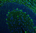 Immunofluorescent staining of YWHAH using anti-YWHAH antibody (green). YWHAH was detected in a paraffin-embedded section of rat cerebellum tissue. Heat mediated antigen retrieval was performed in EDTA buffer (pH 8.0, epitope retrieval solution). The tissue section was blocked with 10% goat serum. The tissue section was then incubated with 5 ug/ml rabbit anti-YWHAH antibody overnight at 4oC. DyLight 488 Conjugated Goat Anti-Rabbit IgG was used as secondary antibody at 1:500 dilution and incubated for 30 minutes at 37oC. The section was counterstained with DAPI nuclear stain (blue). Visualize using a fluorescence microscope and filter sets appropriate for the label used.