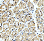 Immunohistochemical staining of YWHAH using anti-YWHAH antibody. YWHAH was detected in a paraffin-embedded section of human stomach tissue. Heat mediated antigen retrieval was performed in EDTA buffer (pH 8.0, epitope retrieval solution). The tissue section was blocked with 10% goat serum. The tissue section was then incubated with 2 ug/ml rabbit anti-YWHAH antibody overnight at 4oC. Peroxidase Conjugated Goat Anti-rabbit IgG was used as secondary antibody and incubated for 30 minutes at 37oC. The tissue section was developed using an HRP secondary and DAB substrate.