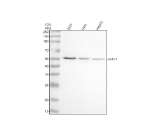 Western blot analysis of SYAP1 using anti-SYAP1 antibody. Electrophoresis was performed on a 10% SDS-PAGE gel at 80V (Stacking gel) / 120V (Resolving gel) for 2 hours. Lane 1: human 293T whole cell lysates, Lane 2: human Hela whole cell lysates, Lane 3: human HepG2 whole cell lysates. After electrophoresis, proteins were transferred to a nitrocellulose membrane at 150 mA for 50-90 minutes. Blocked the membrane with 5% non-fat milk/TBS for 1.5 hour at RT. The membrane was incubated with rabbit anti-SYAP1 antibody at 0.5 ug/ml overnight at 4oC, then washed with TBS-0.1%Tween 3 times with 5 minutes each and probed with a goat anti-rabbit IgG-HRP secondary antibody at a dilution of 1:5000 for 1.5 hour at RT. The signal was developed using an ECL Plus Western Blotting Substrate. The predicted molecular weight of SYAP1 protein is 40 kDa and it is commonly observed at 40-50 kDa.