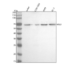 Western blot analysis of MSL3 using anti-MSL3 antibody. Lane 1: human Jurkat whole cell lysates, Lane 2: human CCRF-CEM whole cell lysates, Lane 3: human whole cell lysates, Lane 4: human PC-3 whole cell lysates. After electrophoresis, proteins were transferred to a nitrocellulose membrane at 150 mA for 50-90 minutes. Blocked the membrane with 5% non-fat milk/TBS for 1.5 hour at RT. The membrane was incubated with rabbit anti-MSL3 antibody at 0.5 ug/ml overnight at 4oC, then washed with TBS-0.1%Tween 3 times with 5 minutes each and probed with a goat anti-rabbit IgG-HRP secondary antibody at a dilution of 1:5000 for 1.5 hour at RT. The signal was developed using enhanced chemiluminescent. The expected band size for MSL3 is at 60 kDa, but is commonly observed at 60-70 kDa.