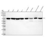 Western blot analysis of PLS3 using anti-PLS3 antibody. Lane 1: human Hela whole cell lysates, Lane 2: human whole cell lysates, Lane 3: human Siha whole cell lysates, Lane 4: human PC-3 whole cell lysates, Lane 5: rat stomach tissue lysates, Lane 6: rat kidney tissue lysates, Lane 7: mouse stomach tissue lysates, Lane 8: mouse kidney tissue lysates. After electrophoresis, proteins were transferred to a nitrocellulose membrane at 150 mA for 50-90 minutes. Blocked the membrane with 5% non-fat milk/TBS for 1.5 hour at RT. The membrane was incubated with rabbit anti-PLS3 antibody at 0.25 ug/ml overnight at 4oC, then washed with TBS-0.1%Tween 3 times with 5 minutes each and probed with a goat anti-rabbit IgG-HRP secondary antibody at a dilution of 1:5000 for 1.5 hour at RT. The signal was developed using enhanced chemiluminescent. A specific band was detected for PLS3 at approximately 71 kDa. The expected band size for PLS3 is at 71,69,66 kDa.