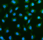 Immunofluorescent staining of PLS3 using anti-PLS3 antibody (green). PLS3 was detected in an immunocytochemical section of cells. Enzyme antigen retrieval was performed using IHC enzyme antigen retrieval reagent for 15 mins. The cells were blocked with 10% goat serum. And then incubated with 5 ug/ml rabbit anti-PLS3 antibody overnight at 4oC. DyLight 488 Conjugated Goat Anti-Rabbit IgG was used as secondary antibody at 1:500 dilution and incubated for 30 minutes at 37oC. The section was counterstained with DAPI nuclear stain (blue). Visualize using a fluorescence microscope and filter sets appropriate for the label used.