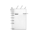 Immunoprecipitating PLS3 in Hela whole cell lysate. Western blot analysis of PLS3 using anti-PLS3 antibody. Lane 1: Hela whole cell lysates (30ug) Lane 2: Rabbit control IgG instead of anti-PLS3 antibody in Hela whole cell lysate. Lane 3: anti-PLS3 antibody (2ug) + Hela whole cell lysate (500ug) After electrophoresis, proteins were transferred to a membrane. Then the membrane was incubated with rabbit anti-PLS3 antibody at a dilution of 0.5 ug/ml and probed with a goat anti-rabbit IgG-HRP secondary antibody. The signal is developed using ECL Plus Western Blotting Substrate. A specific band was detected for PLS3 at approximately 71 kDa. The expected band size for PLS3 is at 71 kDa.
