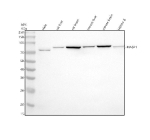 Western blot analysis of MASP1 using anti-MASP1 antibody. Electrophoresis was performed on a 10% SDS-PAGE gel at 80V (Stacking gel) / 120V (Resolving gel) for 2 hours. Lane 1: human Hela whole cell lysates, Lane 2: rat liver tissue lysates, Lane 3: rat brain tissue lysates, Lane 4: mouse liver tissue lysates, Lane 5: mouse brain tissue lysates, Lane 6: mouse HEPA1-6 whole cell lysates. After electrophoresis, proteins were transferred to a nitrocellulose membrane at 150 mA for 50-90 minutes. Blocked the membrane with 5% non-fat milk/TBS for 1.5 hour at RT. The membrane was incubated with rabbit anti-MASP1 antibody at 0.5 ug/ml overnight at 4oC, then washed with TBS-0.1%Tween 3 times with 5 minutes each and probed with a goat anti-rabbit IgG-HRP secondary antibody at a dilution of 1:5000 for 1.5 hour at RT. The signal was developed using an ECL Plus Western Blotting Substrate. A specific band was detected for MASP1 at approximately 79 kDa. The expected band size for MASP1 is at 79 kDa.