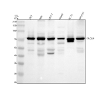 Western blot analysis of TRIOBP using anti-TRIOBP antibody. Electrophoresis was performed on a 10% SDS-PAGE gel at 80V (Stacking gel) / 120V (Resolving gel) for 2 hours. Lane 1: human 293T whole cell lysates, Lane 2: human Hela whole cell lysates, Lane 3: human MCF-7 whole cell lysates, Lane 4: human HepG2 whole cell lysates, Lane 5: rat PC-12 whole cell lysates, Lane 6: mouse NIH/3T3 whole cell lysates. After electrophoresis, proteins were transferred to a nitrocellulose membrane at 150 mA for 50-90 minutes. Blocked the membrane with 5% non-fat milk/TBS for 1.5 hour at RT. The membrane was incubated with rabbit anti-TRIOBP antibody at 0.5 ug/ml overnight at 4oC, then washed with TBS-0.1%Tween 3 times with 5 minutes each and probed with a goat anti-rabbit IgG-HRP secondary antibody at a dilution of 1:5000 for 1.5 hour at RT. The signal was developed using an ECL Plus Western Blotting Substrate. The TRIOBP protein has numerous isoforms at 48-261 kDa, including an ~70 kDa form referred to as 'TRIOBP-1,' Tara,' and 'TAP68.'