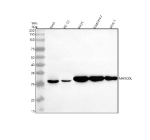 Western blot analysis of MARCOL using anti-MARCOL antibody. Electrophoresis was performed on a 10% SDS-PAGE gel at 80V (Stacking gel) / 120V (Resolving gel) for 2 hours. Lane 1: human SIHA whole cell lysates, Lane 2: rat PC-12 whole cell lysates, Lane 3: rat RH35 whole cell lysates, Lane 4: mouse RAW264.7 whole cell lysates, Lane 5: mouse Ana-1 whole cell lysates. After electrophoresis, proteins were transferred to a nitrocellulose membrane at 150 mA for 50-90 minutes. Blocked the membrane with 5% non-fat milk/TBS for 1.5 hour at RT. The membrane was incubated with rabbit anti-MARCOL antibody at 0.5 ug/ml overnight at 4oC, then washed with TBS-0.1%Tween 3 times with 5 minutes each and probed with a goat anti-rabbit IgG-HRP secondary antibody at a dilution of 1:5000 for 1.5 hour at RT. The signal was developed using an ECL Plus Western Blotting Substrate. A specific band was detected for MARCOL at approximately 30 kDa. The expected band size for MARCOL is at 30 kDa.