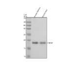 Western blot analysis of THRSP using anti-THRSP antibody. Electrophoresis was performed on a 12% SDS-PAGE gel at 80V (Stacking gel) / 120V (Resolving gel) for 2 hours. Lane 1: mouse thymus tissue lysates, Lane 2: mouse liver tissue lysates. After electrophoresis, proteins were transferred to a nitrocellulose membrane at 150 mA for 50-90 minutes. Blocked the membrane with 5% non-fat milk/TBS for 1.5 hour at RT. The membrane was incubated with rabbit anti-THRSP antibody at 0.5 ug/ml overnight at 4oC, then washed with TBS-0.1%Tween 3 times with 5 minutes each and probed with a goat anti-rabbit IgG-HRP secondary antibody at a dilution of 1:5000 for 1.5 hour at RT. The signal was developed using an ECL Plus Western Blotting Substrate. A specific band was detected for THRSP at approximately 17 kDa. The expected band size for THRSP is at 17 kDa.