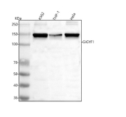 Western blot analysis of GIGYF1 using anti-GIGYF1 antibody. Lane 1: human K562 whole cell lysates, Lane 2: human THP-1 whole cell lysates, Lane 3: human Hela whole cell lysates. After electrophoresis, proteins were transferred to a nitrocellulose membrane at 150 mA for 50-90 minutes. Blocked the membrane with 5% non-fat milk/TBS for 1.5 hour at RT. The membrane was incubated with rabbit anti-GIGYF1 antibody at 0.5 ug/ml overnight at 4oC, then washed with TBS-0.1%Tween 3 times with 5 minutes each and probed with a goat anti-rabbit IgG-HRP secondary antibody at a dilution of 1:5000 for 1.5 hour at RT. The signal was developed using enhanced chemiluminescent. The expected band size for GIGYF1 is at 115 kDa, but it can be observed at 140-150 kDa.