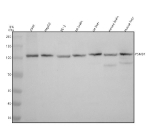 Western blot analysis of PSMD1 using anti-PSMD1 antibody. Electrophoresis was performed on a 8% SDS-PAGE gel at 80V (Stacking gel) / 120V (Resolving gel) for 2 hours. Lane 1: human whole cell lysates, Lane 2: human HepG2 whole cell lysates, Lane 3: human PC-3 whole cell lysates, Lane 4: rat brain tissue lysates, Lane 5: rat liver tissue lysates, Lane 6: mouse brain tissue lysates, Lane 7: mouse liver tissue lysates. After electrophoresis, proteins were transferred to a nitrocellulose membrane at 150 mA for 50-90 minutes. Blocked the membrane with 5% non-fat milk/TBS for 1.5 hour at RT. The membrane was incubated with rabbit anti-PSMD1 antibody at 0.5 ug/ml overnight at 4oC, then washed with TBS-0.1%Tween 3 times with 5 minutes each and probed with a goat anti-rabbit IgG-HRP secondary antibody at a dilution of 1:5000 for 1.5 hour at RT. The signal was developed using an ECL Plus Western Blotting Substrate. A specific band was detected for PSMD1 at approximately 106 kDa. The expected band size for PSMD1 is at 106 kDa.