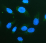 Immunofluorescent staining of Serine racemase using anti-Serine racemase antibody (green). Serine racemase was detected in an immunocytochemical section of U2OS cells. Enzyme antigen retrieval was performed using IHC enzyme antigen retrieval reagent for 15 mins. The cells were blocked with 10% goat serum. And then incubated with 5 ug/ml rabbit anti-Serine racemase antibody overnight at 4oC. DyLight 488 Conjugated Goat Anti-Rabbit IgG was used as secondary antibody at 1:500 dilution and incubated for 30 minutes at 37oC. The section was counterstained with DAPI nuclear stain (blue). Visualize using a fluorescence microscope and filter sets appropriate for the label used.