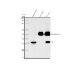 Immunoprecipitating Serine racemase in SH-SY5Y whole cell lysate. Western blot analysis of Serine racemase using anti-Serine racemase antibody. Lane 1: SH-SY5Y whole cell lysates (30ug); Lane 2: Rabbit control IgG instead of anti-Serine racemase antibody in SH-SY5Y whole cell lysate; Lane 3: anti-Serine racemase antibody (2ug) + SH-SY5Y whole cell lysate (500ug). After electrophoresis, proteins were transferred to a membrane. Then the membrane was incubated with rabbit anti-Serine racemase antibody at a dilution of 0.5 ug/ml and probed with a goat anti-rabbit IgG-HRP secondary antibody. The signal is developed using ECL Plus Western Blotting Substrate. A specific band was detected for Serine racemase at approximately 37 kDa. The expected band size for Serine racemase is at 37 kDa.
