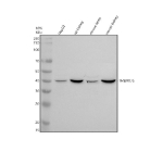 Western blot analysis of TMEM175 using anti-TMEM175 antibody. Electrophoresis was performed on a 10% SDS-PAGE gel at 80V (Stacking gel) / 120V (Resolving gel) for 2 hours. Lane 1: human HepG2 whole cell lysates, Lane 2: rat kidney tissue lysates, Lane 3: mouse testis tissue lysates, Lane 4: mouse kidney tissue lysates. After electrophoresis, proteins were transferred to a nitrocellulose membrane at 150 mA for 50-90 minutes. Blocked the membrane with 5% non-fat milk/TBS for 1.5 hour at RT. The membrane was incubated with rabbit anti-TMEM175 antibody at 0.5 ug/ml overnight at 4oC, then washed with TBS-0.1%Tween 3 times with 5 minutes each and probed with a goat anti-rabbit IgG-HRP secondary antibody at a dilution of 1:5000 for 1.5 hour at RT. The signal was developed using an ECL Plus Western Blotting Substrate. The expected band size for TMEM175 is at ~56 kDa and ~43 kDa (two isoforms).
