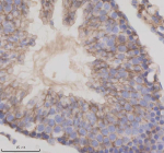 Immunohistochemical staining of TMEM175 using anti-TMEM175 antibody. TMEM175 was detected in a paraffin-embedded section of rat testis tissue. Heat mediated antigen retrieval was performed in EDTA buffer (pH 8.0, epitope retrieval solution). The tissue section was blocked with 10% goat serum. The tissue section was then incubated with 2 ug/ml rabbit anti-TMEM175 antibody overnight at 4oC. Peroxidase Conjugated Goat Anti-rabbit IgG was used as secondary antibody and incubated for 30 minutes at 37oC. The tissue section was developed using an HRP secondary and DAB substrate.