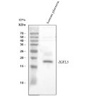 Western blot analysis of IGFL3 using anti-IGFL3 antibody. Lane 1: human placenta tissue lysates. After electrophoresis, proteins were transferred to a nitrocellulose membrane at 150 mA for 50-90 minutes. Blocked the membrane with 5% non-fat milk/TBS for 1.5 hour at RT. The membrane was incubated with rabbit anti-IGFL3 antibody at 0.5 ug/ml overnight at 4oC, then washed with TBS-0.1%Tween 3 times with 5 minutes each and probed with a goat anti-rabbit IgG-HRP secondary antibody at a dilution of 1:5000 for 1.5 hour at RT. The signal was developed using enhanced chemiluminescent. The expected band size for IGFL3 is at ~14 kDa.