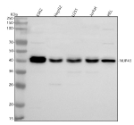 Western blot analysis of NUP43 using anti-NUP43 antibody. Lane 1: human K562 whole cell lysates, Lane 2: human HepG2 whole cell lysates, Lane 3: human U251 whole cell lysates, Lane 4: human Jurkat whole cell lysates, Lane 5: human HEL whole cell lysates. After electrophoresis, proteins were transferred to a nitrocellulose membrane at 150 mA for 50-90 minutes. Blocked the membrane with 5% non-fat milk/TBS for 1.5 hour at RT. The membrane was incubated with rabbit anti-NUP43 antibody at 0.5 ug/ml overnight at 4oC, then washed with TBS-0.1%Tween 3 times with 5 minutes each and probed with a goat anti-rabbit IgG-HRP secondary antibody at a dilution of 1:5000 for 1.5 hour at RT. The signal was developed using enhanced chemiluminescent. A specific band was detected for NUP43 at approximately 42 kDa. The expected band size for NUP43 is at 42 kDa.