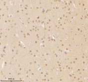 Immunohistochemical staining of NUP43 using anti-NUP43 antibody. NUP43 was detected in a paraffin-embedded section of mouse brain tissue. Heat mediated antigen retrieval was performed in EDTA buffer (pH 8.0, epitope retrieval solution). The tissue section was blocked with 10% goat serum. The tissue section was then incubated with 2 ug/ml rabbit anti-NUP43 antibody overnight at 4oC. Peroxidase Conjugated Goat Anti-rabbit IgG was used as secondary antibody and incubated for 30 minutes at 37oC. The tissue section was developed using an HRP secondary and DAB substrate.