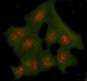 Immunofluorescent staining of FFPE human A549 cells with NUP43 antibody (red) and Beta Tubulin mAb (green). HIER: steam section in pH6 citrate buffer for 20 min.