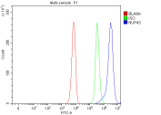 Flow cytometry analysis of fixed and permeabilized human K562 cells with NUP43 antibody at 1ug/million cells (blocked with goat sera); Red=cells alone, Green=isotype control, Blue= NUP43 antibody.