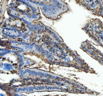 Immunohistochemical staining of SEC61G using anti-SEC61G antibody. SEC61G was detected in a paraffin-embedded section of mouse colon tissue. Heat mediated antigen retrieval was performed in EDTA buffer (pH 8.0, epitope retrieval solution). The tissue section was blocked with 10% goat serum. The tissue section was then incubated with 2 ug/ml rabbit anti-SEC61G antibody overnight at 4oC. Peroxidase Conjugated Goat Anti-rabbit IgG was used as secondary antibody and incubated for 30 minutes at 37oC. The tissue section was developed using an HRP secondary and DAB substrate.
