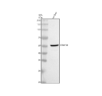 Western blot analysis of TRIM10 using anti-TRIM10 antibody. Electrophoresis was performed on a 10% SDS-PAGE gel at 80V (Stacking gel) / 120V (Resolving gel) for 2 hours. Lane 1: rat liver tissue lysates. After electrophoresis, proteins were transferred to a nitrocellulose membrane at 150 mA for 50-90 minutes. Blocked the membrane with 5% non-fat milk/TBS for 1.5 hour at RT. The membrane was incubated with rabbit anti-TRIM10 antibody at 0.5 ug/ml overnight at 4oC, then washed with TBS-0.1%Tween 3 times with 5 minutes each and probed with a goat anti-rabbit IgG-HRP secondary antibody at a dilution of 1:5000 for 1.5 hour at RT. The signal was developed using an ECL Plus Western Blotting Substrate. A specific band was detected for TRIM10 at approximately 55 kDa. The expected band size for TRIM10 is at 55 kDa.